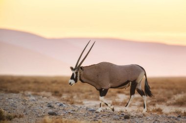 Güney Afrika antilopları - Oryx gazella gazella, güzel ikonik antilop Namib Çölü, Namibya üzerinden.