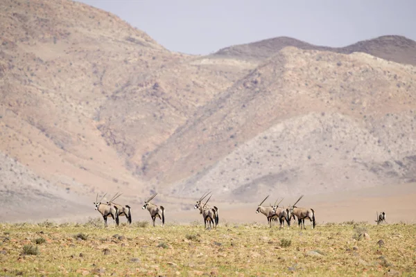 Güney Afrika antilopları - Oryx gazella gazella, güzel ikonik antilop Namib Çölü, Namibya üzerinden.