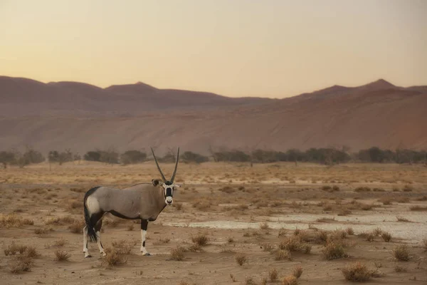 South African Oryx - Oryx gazella gazella, beautiful iconic antelope from Namib desert, Namibia.
