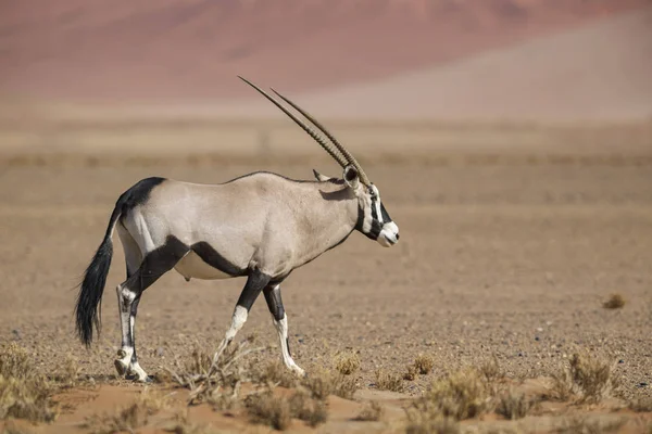 South African Oryx Oryx Gazella Gazella Beautiful Iconic Antelope Namib — Stock Photo, Image