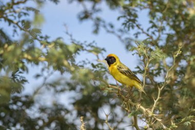 Güney maskeli-weaver - Ploceus velatus, güzel sarı siyah yüzlü weaver Güney Afrika, Sossusvlei, Namibya.