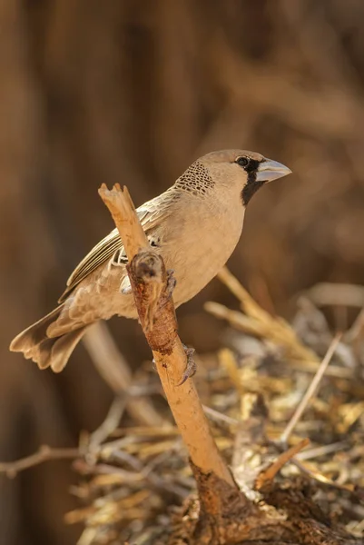 Tejedor Sociable Philetairus Socius Weawer Hermoso Común Sabanas Arbustos Africanos — Foto de Stock