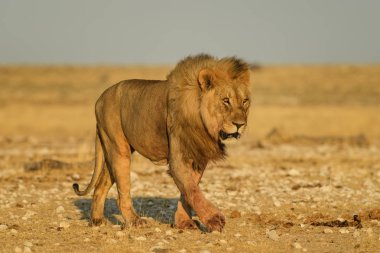 Aslan - Panthera Leo, Afrika savanalarından ikonik hayvan, Etosha Ulusal Parkı, Namibya.