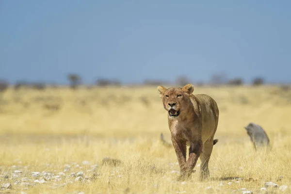 Oroszlán Panthera Leo Ikonikus Afrikai Szavannai Állat Etosha Nemzeti Park — Stock Fotó