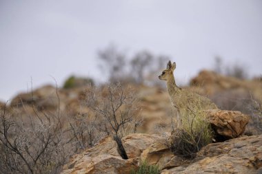 Killspringer - Oreotragus oreotragus, Afrikalılar tepeler ve dağlar, Namib Çölü, Namibya üzerinden küçük güzel antilop.