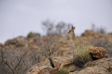 Klipspringer - Oreotragus oreotragus, small beautiful antelope from Africans hills and mountains, Namib desert, Namibia. clipart