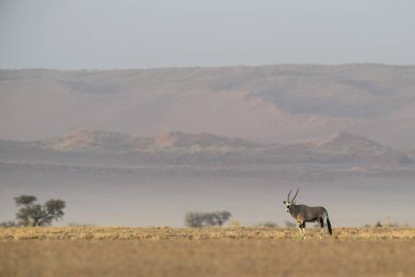 Güney Afrika antilopları - Oryx gazella gazella, güzel ikonik antilop Namib Çölü, Namibya üzerinden.