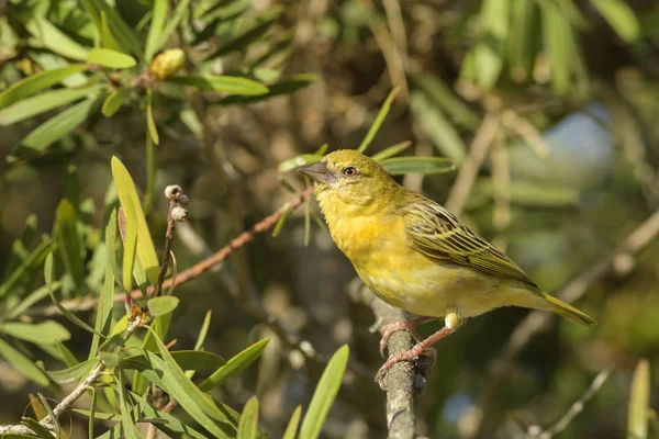 Southern Masked Weaver Ploceus Velatus Lindo Tecelão Rosto Preto Amarelo — Fotografia de Stock