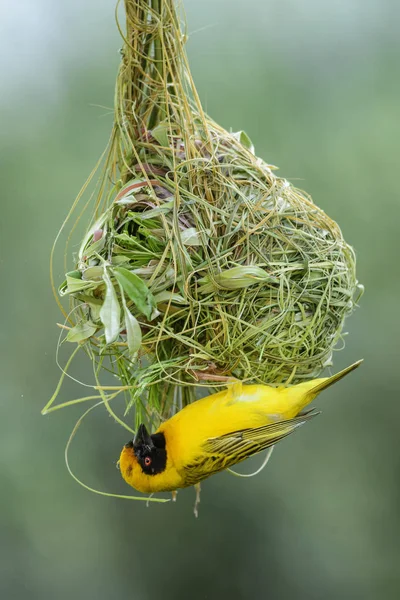 Southern Masked Weaver Ploceus Velatus Beau Tisserand Jaune Noir Originaire — Photo