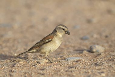 Cape serçe - Passer melanurus, Güney Afrika, Sossusvlei, Namibya ortak ötücü kuş.