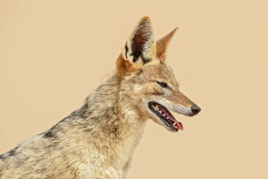 Kara sırtlı Çakal - Canis mesomelas, güzel genç çakal Namib Çölü, Walviss Bay, Namibya kuma deftere nakil