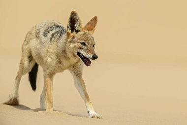 Kara sırtlı Çakal - Canis mesomelas, güzel genç çakal Namib Çölü, Walviss Bay, Namibya kuma deftere nakil