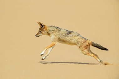 Kara sırtlı Çakal - Canis mesomelas, güzel genç çakal Namib Çölü, Walviss Bay, Namibya kuma deftere nakil