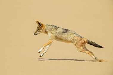 Black-backed Jackal - Canis mesomelas, beautiful young jackal posting in the sand of Namib desert, Walviss Bay, Namibia clipart