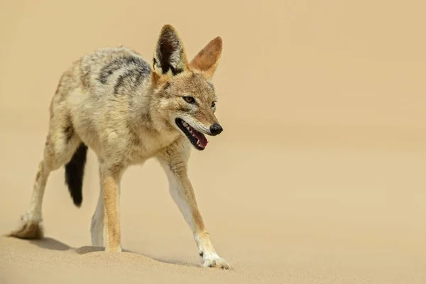 Kara Sırtlı Çakal Canis Mesomelas Güzel Genç Çakal Namib Çölü — Stok fotoğraf