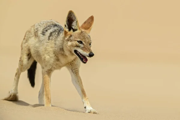 Kara sırtlı Çakal - Canis mesomelas, güzel genç çakal Namib Çölü, Walviss Bay, Namibya kuma deftere nakil
