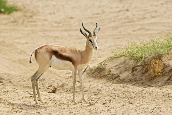 Springbok Antidorcas Marsupialis Dél Afrikai Bokrok Síkság Namíb Sivatag Namíbia — Stock Fotó