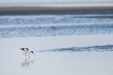 Alaca kılıçgaga - Recurvirostra avosetta, tatlı ve tuzlu suları Walvis Bay, Namibya dünya çapında güzel özel su kuştan.
