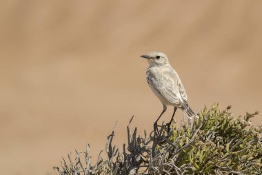 Tractrac sohbet - Cercomela tractrac, Güney Afrika, Namib Çölü, Walvis Bay, Namibya kuştan tıraşlama güzel.