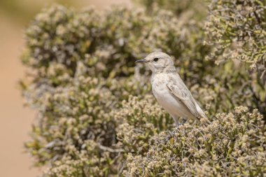 Tractrac sohbet - Cercomela tractrac, Güney Afrika, Namib Çölü, Walvis Bay, Namibya kuştan tıraşlama güzel.