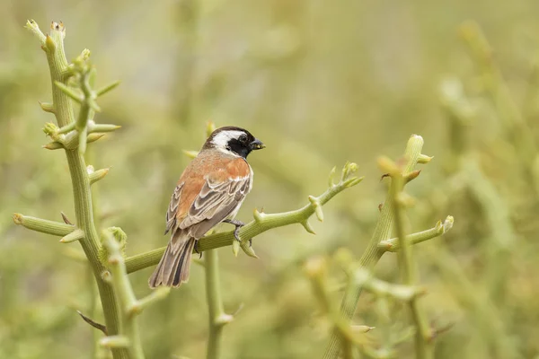 Cape Sparrow Passer Melanurus Common Passerine Bird Southern Africa Sossusvlei — Stock Photo, Image