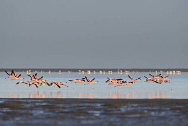 Küçük Flamingo - Phoeniconaias küçük, güzel pembe flamingo Güney Afrika plajlarına, Walvis Bay, Namibya.
