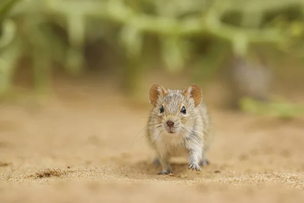 Cztery Pasy Trawy Myszy Rhabdomys Pumilio Piękny Mały Gryzoń Afrykańskich — Zdjęcie stockowe