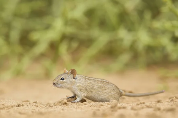 Cztery Pasy Trawy Myszy Rhabdomys Pumilio Piękny Mały Gryzoń Afrykańskich — Zdjęcie stockowe