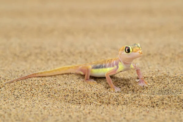 Namib Sand Gecko Pachydactylus Rangei Smuk Lille Gekko Endemisk Det - Stock-foto