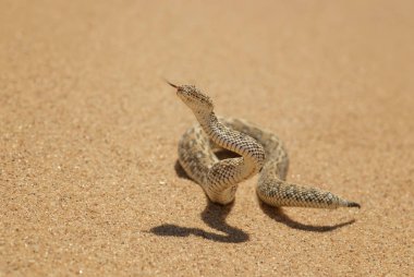 Peringuey'nın Adder - bitiş peringueyi, küçük zehirli viper Namib Çölü, Walvis Bay, Namibya üzerinden.