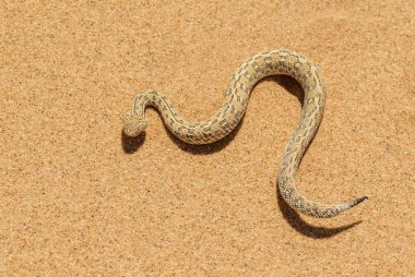 Peringuey'nın Adder - bitiş peringueyi, küçük zehirli viper Namib Çölü, Walvis Bay, Namibya üzerinden.