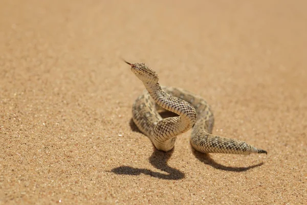 佩林吉的阿德斯 来自纳米比亚沃尔维斯湾纳米布沙漠的小毒蛇 — 图库照片