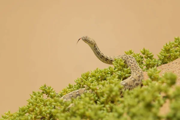 Peringuey Zmije Bitis Peringueyi Malé Jedovaté Zmije Pouště Namib Walvis — Stock fotografie