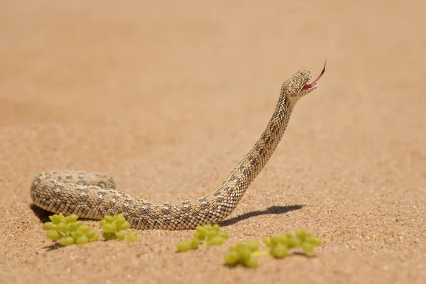 Peringuey Adder Pofadder Peringueyi Kleine Giftige Adder Uit Namib Woestijn — Stockfoto
