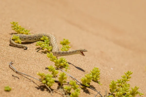 Peringuey Adder Bitis Peringueyi Small Venomous Viper Namib Desert Walvis — Stock Photo, Image