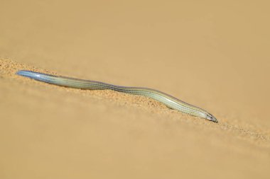 Fitzsimons'Burrowing Skink - Typhlacontias brevipes, Namib Çölü, Swakopmund, Namibya üzerinden özel bacaksız kertenkele.
