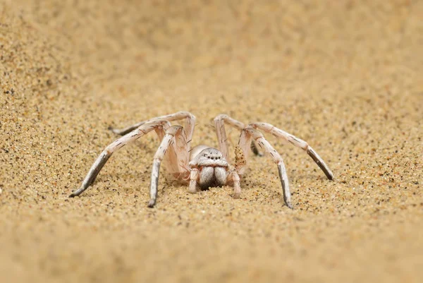 Tekerlek Spider Carparachne Aureoflava Güzel Beyaz Örümcek Namib Çölü Walvis — Stok fotoğraf