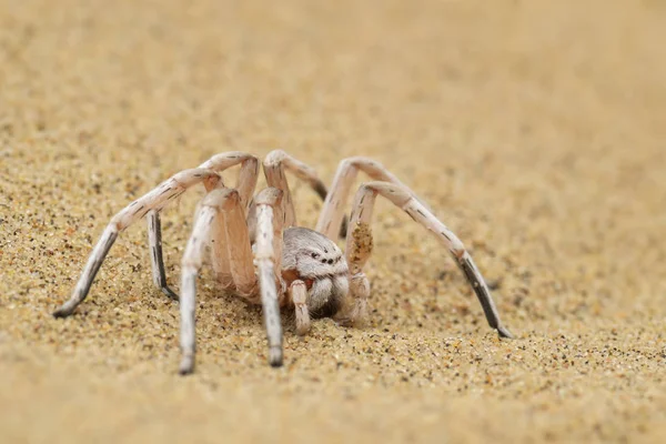 Tekerlek Spider Carparachne Aureoflava Güzel Beyaz Örümcek Namib Çölü Walvis — Stok fotoğraf