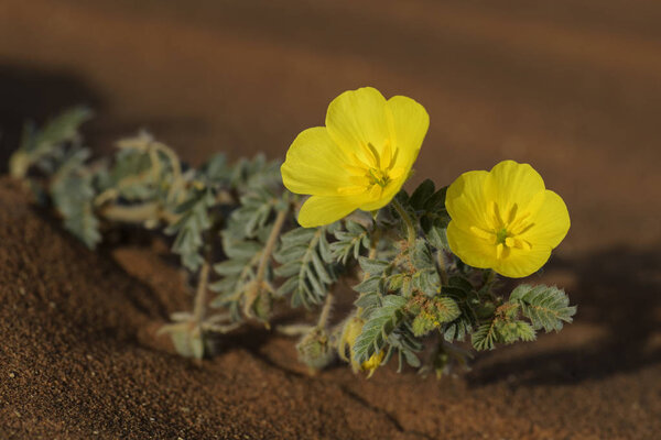 Small Caltrops - Tribulus terrestris, beautiful small plant with yellow flowers widely distributed around the world, Namib desert, Sossusvlei, Namibia.