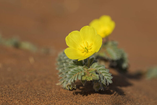 Small Caltrops - Tribulus terrestris, beautiful small plant with yellow flowers widely distributed around the world, Namib desert, Sossusvlei, Namibia.
