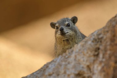 Ortak Rock yaban faresi - Procavia capensis, Afrika hillls ve dağlar, Namibya küçük memeli.