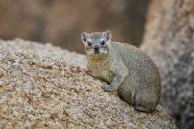Ortak Rock yaban faresi - Procavia capensis, Afrika hillls ve dağlar, Namibya küçük memeli.