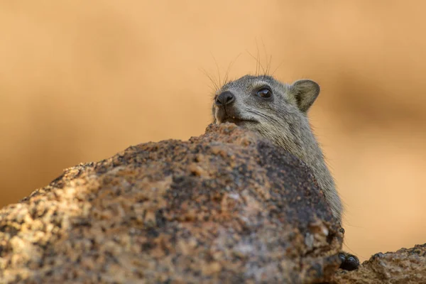 Gemeiner Felsenhyrax Procavia Capensis Kleines Säugetier Aus Afrikanischen Hügeln Und — Stockfoto