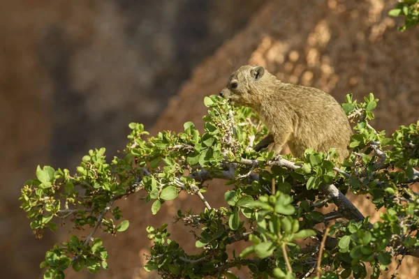 Vanlige Rock Hyrax Procavia Capensis Små Pattedyr Fra Afrikanske Åser – stockfoto