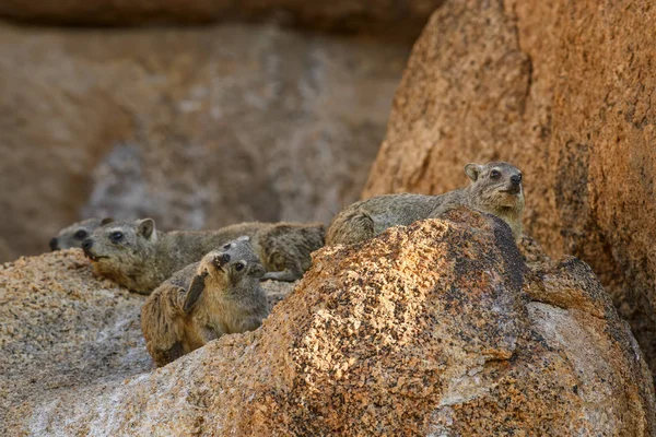 Common Rock Hyrax Procavia Capensis Small Mammal African Hillls Mountains — Stock Photo, Image