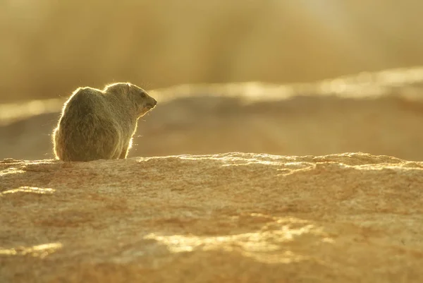 Common Rock Hyrax Procavia Capensis Pequeno Mamífero Colinas Montanhas Africanas — Fotografia de Stock