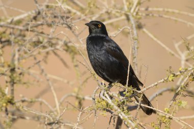 Soluk kanatlı Starling - Onychognathus nabouroup, Güney Afrika, Namib Çölü, Sossusvlei, Namibya üzerinden endemik sığırcık.