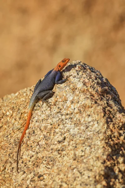 아프리카 바위와 나미비아에서 Agama Planiceps 오렌지 향하고 도마뱀 — 스톡 사진