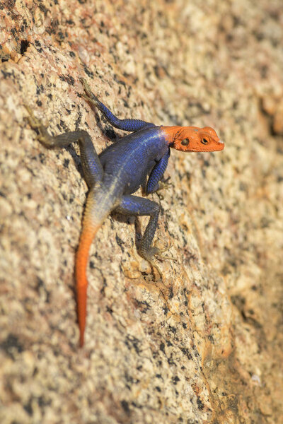 Namib Rock Agama - Agama planiceps, beautiful orange headed lizard from southern Africa rocks and mountains, Namibia.