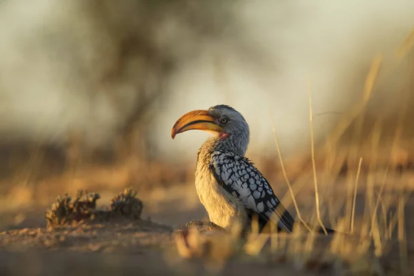 Sydlig Gulnäbbad Hornbill Tockus Leucomelas Vacker Färgglad Stor Fågel Från — Stockfoto